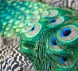 Ikhaya Bed & Breakfast Peacocks